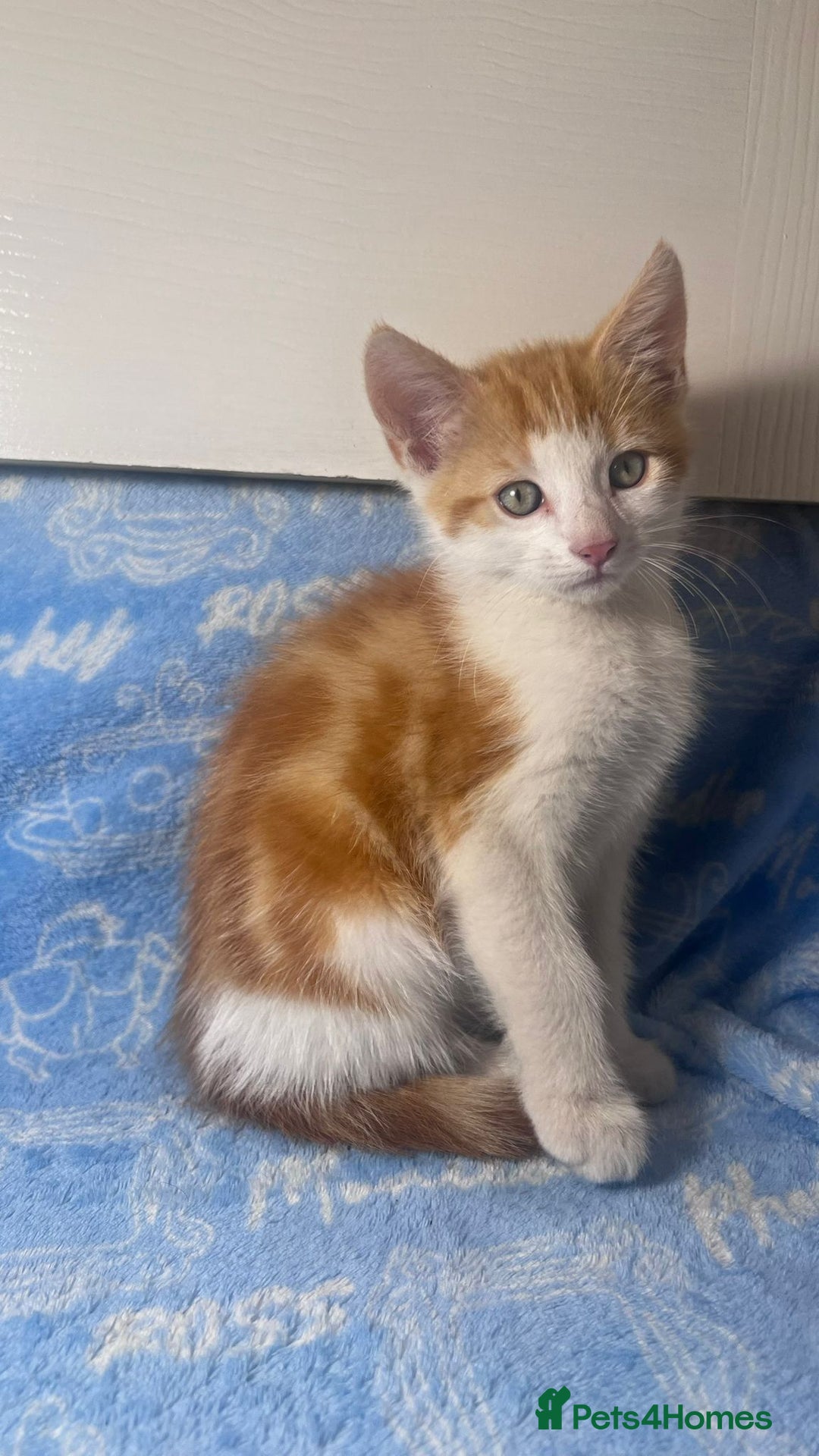 Mixed Breed cats for sale: 3 Lovely Kittens - Image 1