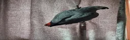 Parrots birds for sale: African Grey very Talkative,Intelligent & Friendly - Advert 2