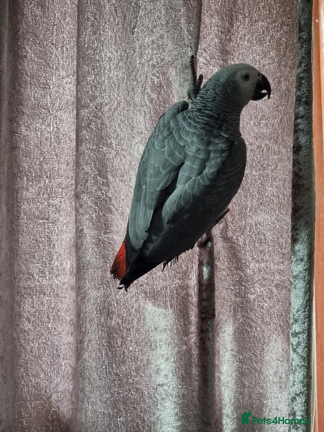 Parrots birds for sale: African Grey very Talkative,Intelligent & Friendly - Advert 2