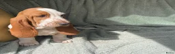 Basset Hound dogs for sale: Beautiful Basset Hound Puppies - Advert 8