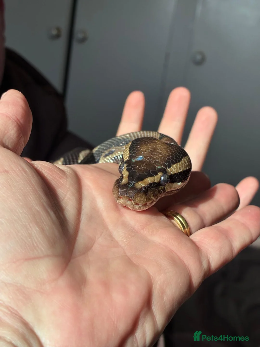 Python Snake reptiles for sale: Royal Python and all her equipment  in Worthing - Advert 1