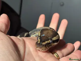 Python Snake reptiles Royal Python and all her equipment in Worthing - Advert 1