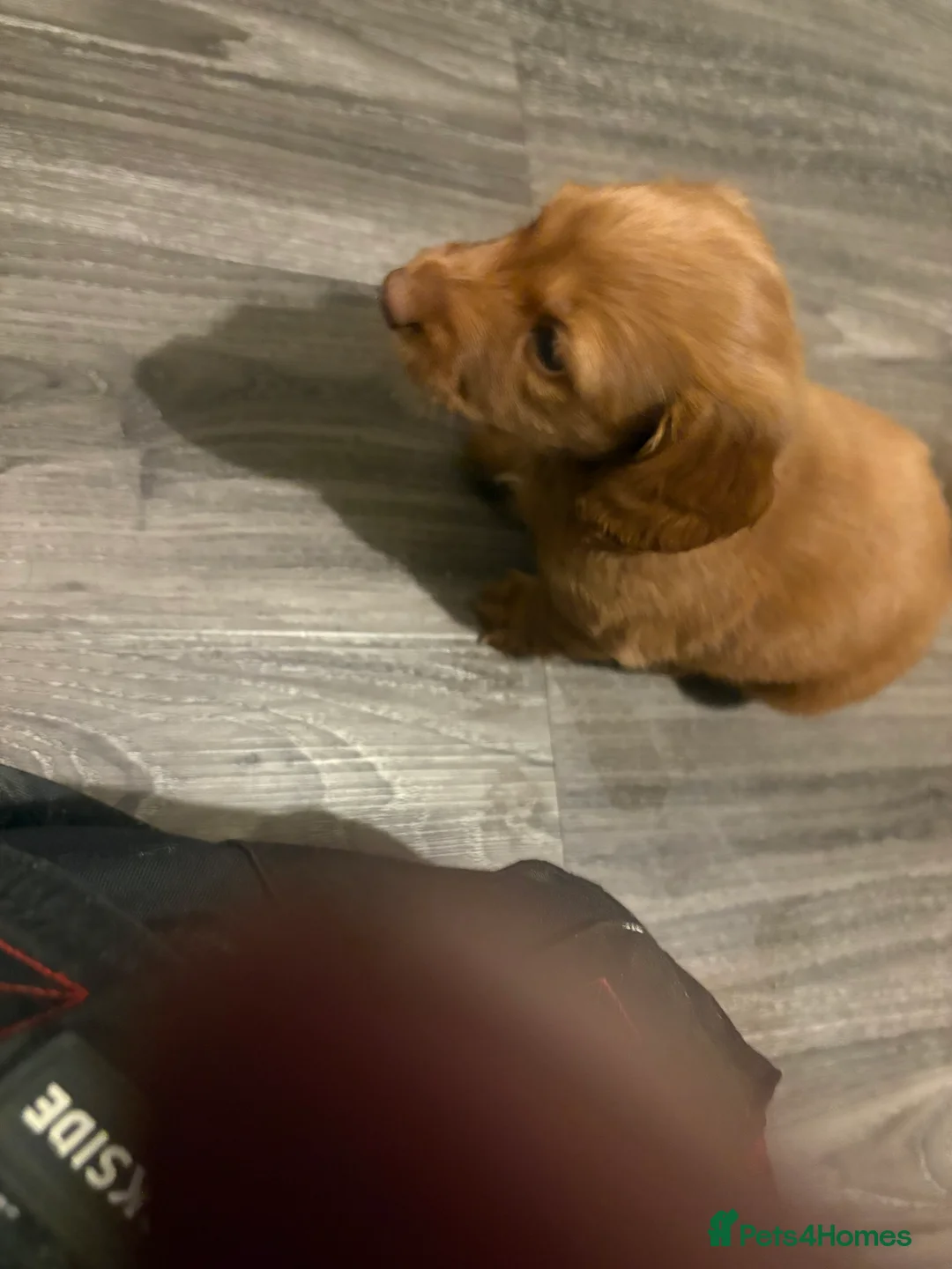 Dachshund dogs for sale: Long haired miniature  - Advert 18