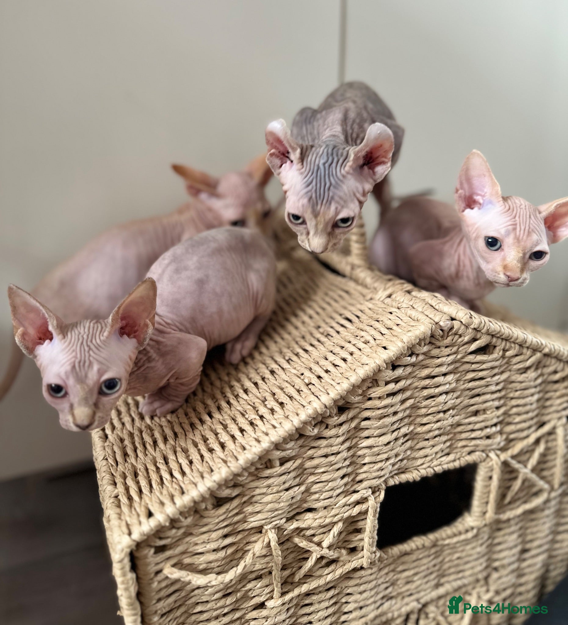 Sphynx cats Canadian bambino Sphynx kittens  - Advert 10