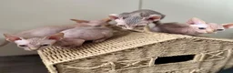 Sphynx cats for sale: Canadian Sphynx kittens READY NOW - Advert 4
