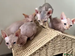 Sphynx cats Canadian bambino Sphynx kittens - Advert 10
