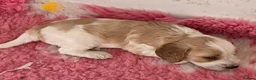 Cockapoo dogs for sale: Health Tested F2 Cockapoo Puppies  - Advert 16