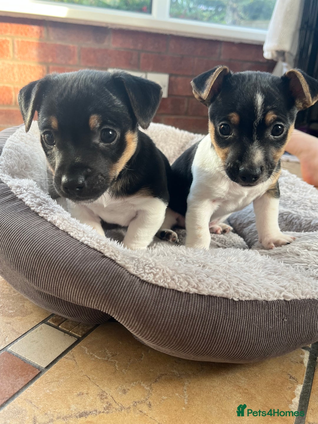 Jack Russell dogs for sale: Jack Russell Puppies for sale - Image 1