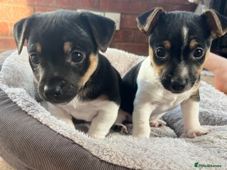 Jack Russell dogs - Advert 32