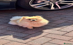 Pomeranian dogs for sale: Bella from Russia 🇷🇺  - Image 4
