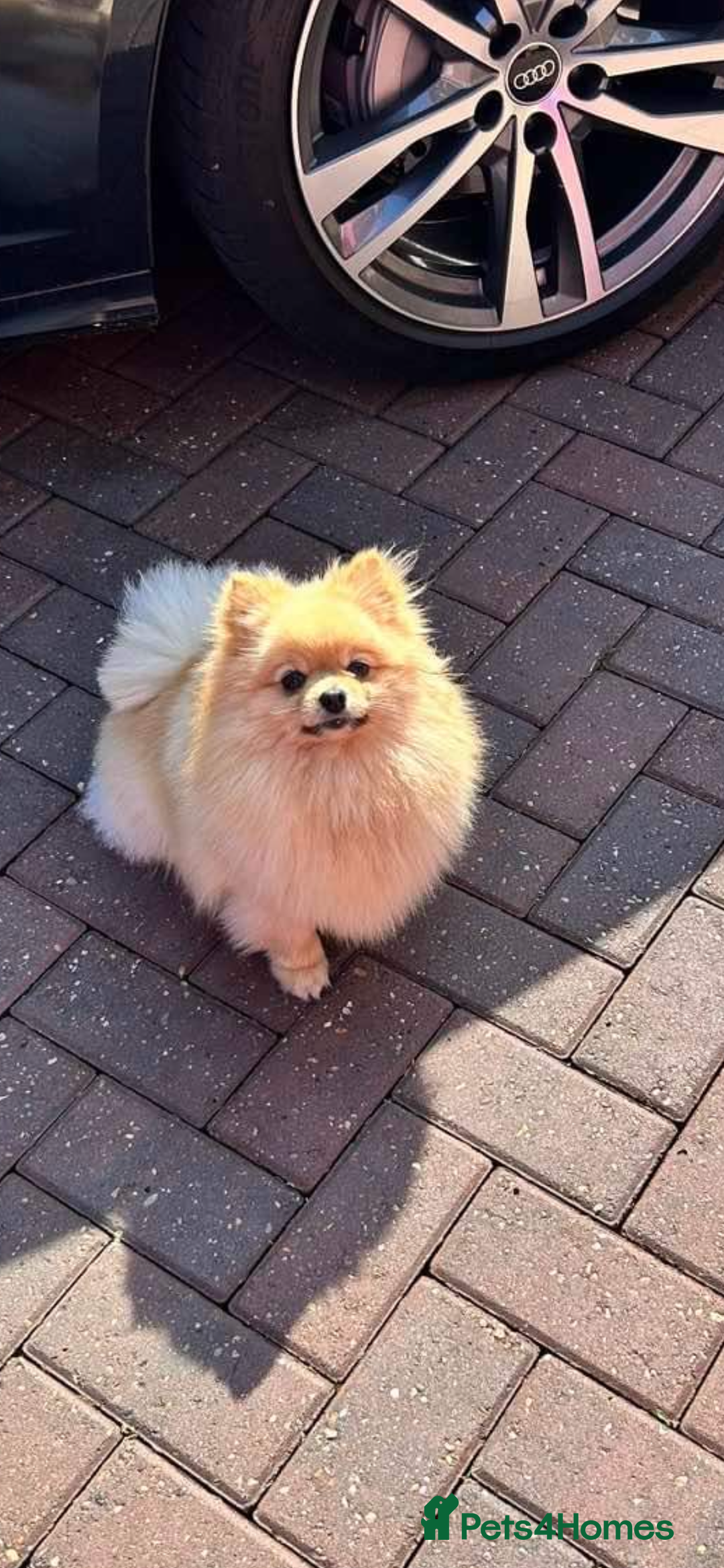 Pomeranian dogs for sale: Bella from Russia 🇷🇺  - Image 4