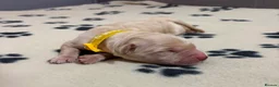 Golden Retriever dogs for sale: GOLDEN RETRIEVER PUPPIES  - Advert 4