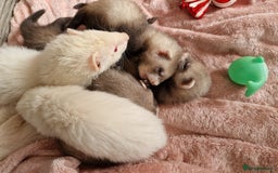 Ferret rodents for sale: Ferret kits mixed litter  - Image 12