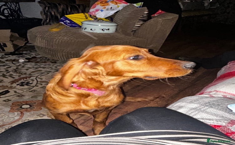 Mixed Breed dogs - Advert 1
