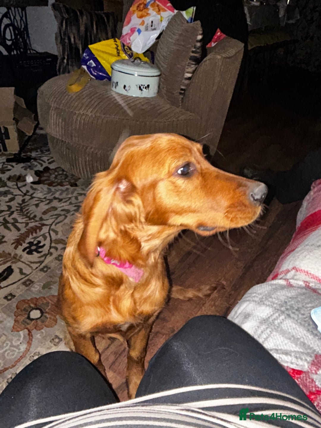Mixed Breed dogs for sale: Stunning Golden Retriever / Irish Setter  - Image 1