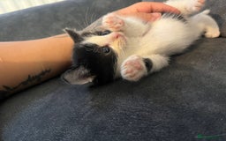 Turkish Angora cats for sale: Kittens ❤️ - Image 1