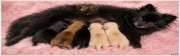 Pomeranian dogs for sale: 🐾 Beautiful Pomeranian Puppies RKC DNA ❤️ in Manchester - Advert 13