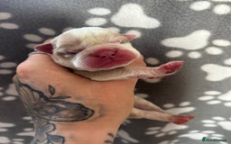 Olde English Bulldogge dogs for sale: CARTEL BLOODLINE OLDE ENGLISH PUPPIES!!  - Image 12