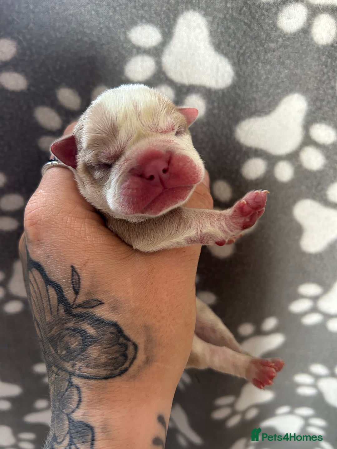 Olde English Bulldogge dogs for sale: CARTEL BLOODLINE OLDE ENGLISH PUPPIES!!  - Image 12