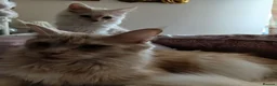 Maine Coon cats for sale: Ready now male champagne full mainecoon kittens  - Advert 7