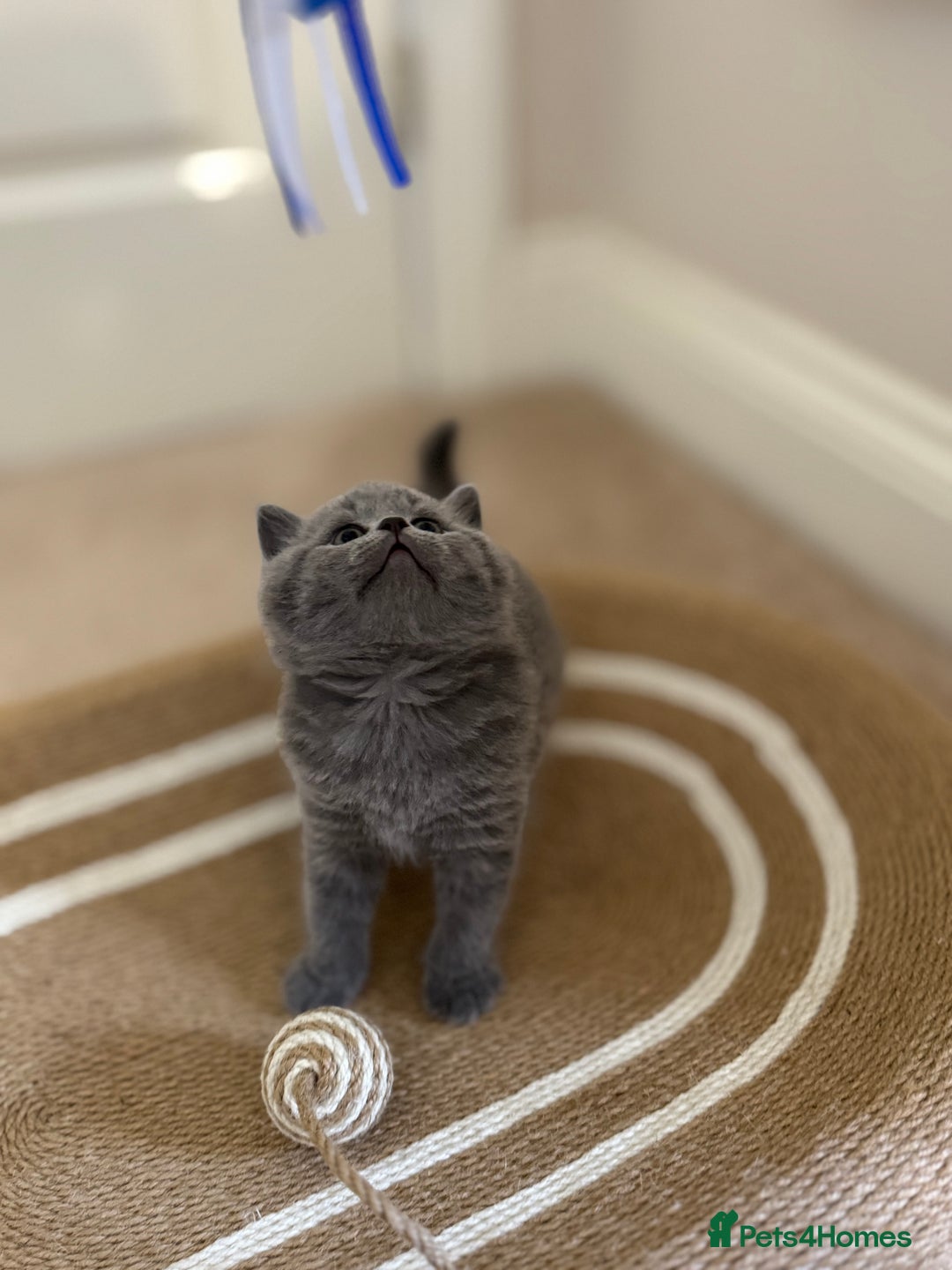 British Shorthair cats for sale: British Shorthair Blue Kittens - Image 9