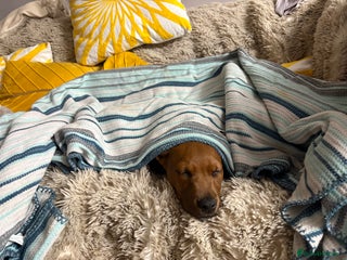 Mixed Breed dogs beautiful mastiff german shepherd female dog - Advert 1