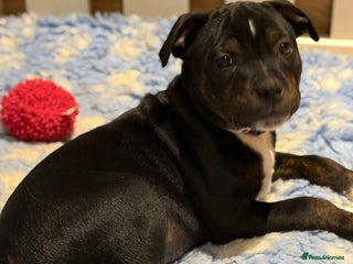 Staffordshire Bull Terrier dogs Last Lovely Boy - Super Easy In Every Way✨ - Advert 2
