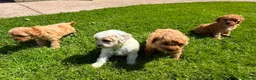 Cavapoo dogs for sale: Toy Cavapoo Puppies  - Advert 6