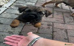 Border Terrier dogs for sale: Border Terrier puppy x1 boy - Image 16