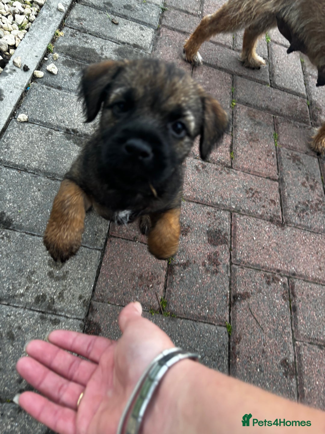 Border Terrier dogs for sale: Border Terrier puppy x1 boy - Image 16