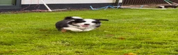 Border Collie dogs for sale: Fluffy male purebred border collie puppies  - Advert 18