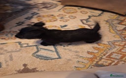 Scottish Terrier dogs for sale: ABSOLUTE CUTENESS Scottish Terrier!! - Image 5
