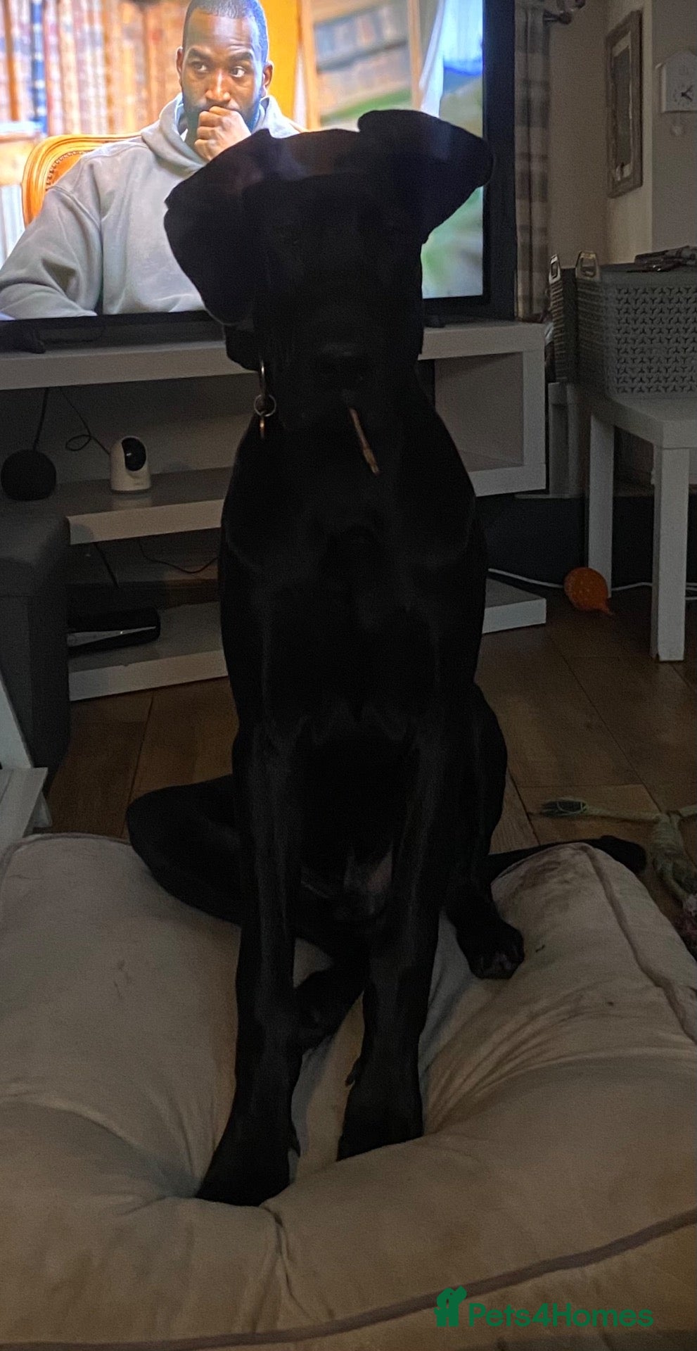 Great Dane dogs 7month old greatdane male needs rehoming - Advert 2