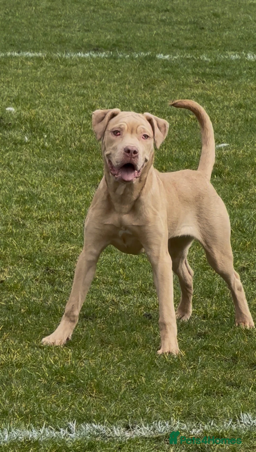 Mixed Breed dogs for sale: Mastiff - Advert 2