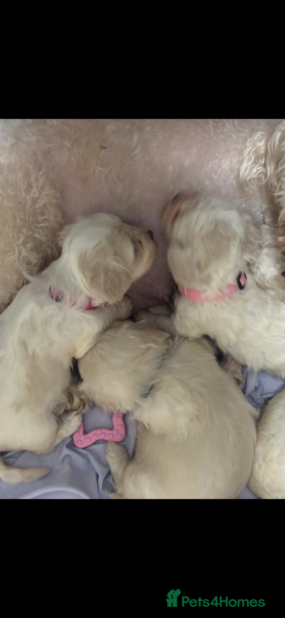 Cavachon dogs for sale: Cavachon Puppies  - Advert 1