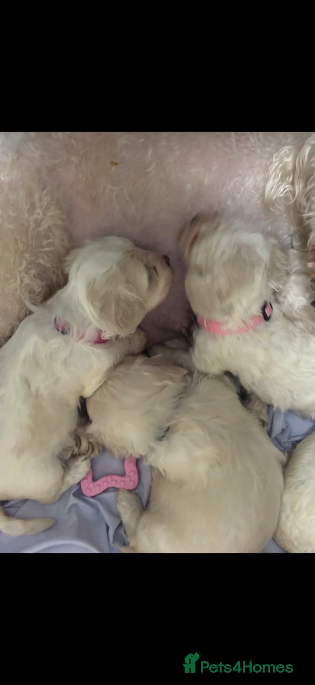 Cavachon dogs for sale: Cavachon Puppies  - Advert 1