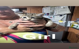 Ragdoll cats for sale: Ragdoll cross tabby’s  - Image 2
