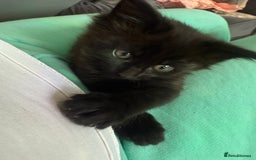 Maine Coon cats for sale: 1 Black Female Main Coon Cross Kitten  - Image 7