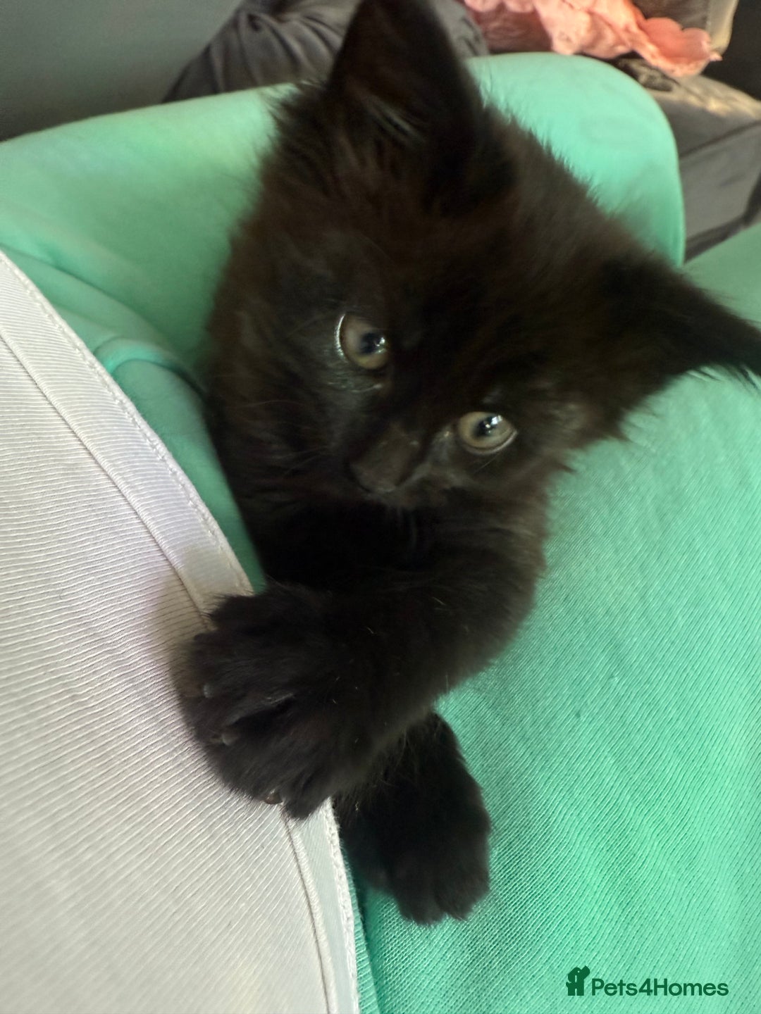 Maine Coon cats for sale: 1 Black Female Main Coon Cross Kitten  - Image 7