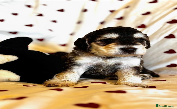 Cockapoo dogs Fabulous F1 Sable Cockapoos - Advert 3