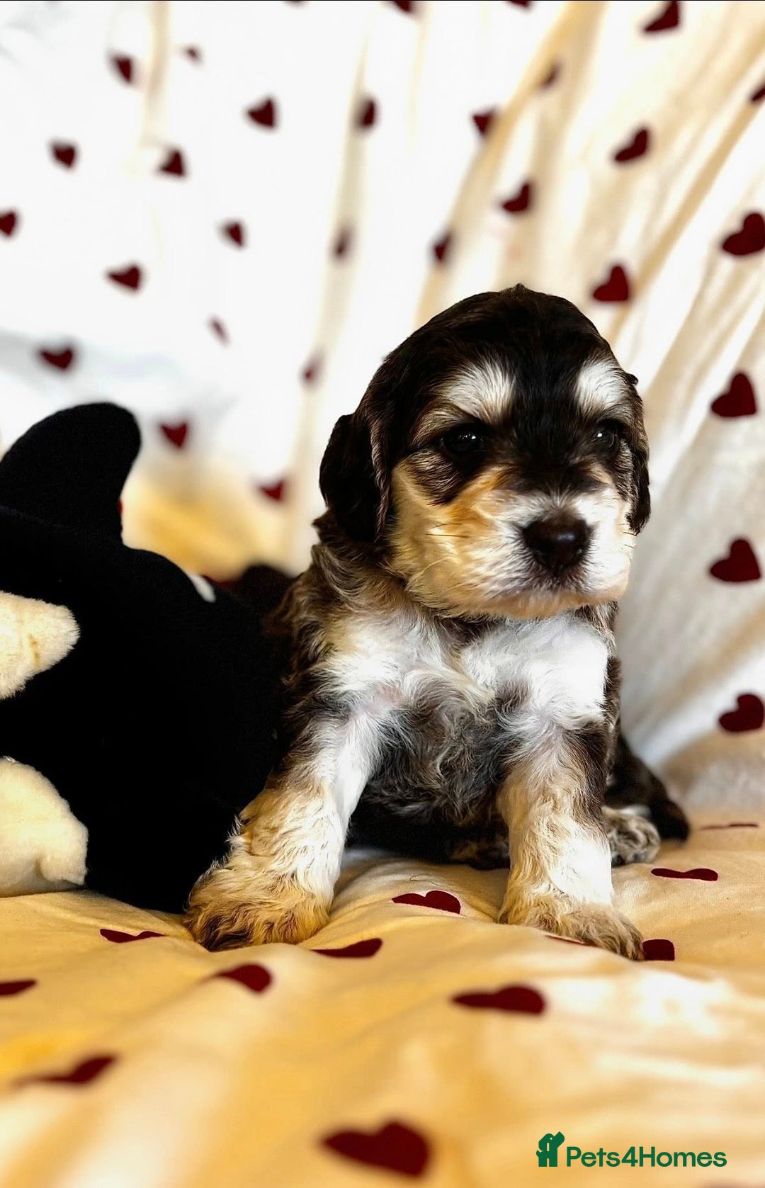 Cockapoo dogs for sale: Fabulous F1 Sable Cockapoos - Advert 1