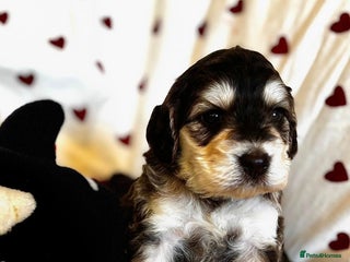 Cockapoo dogs Fabulous F1 Sable Cockapoos - Advert 1