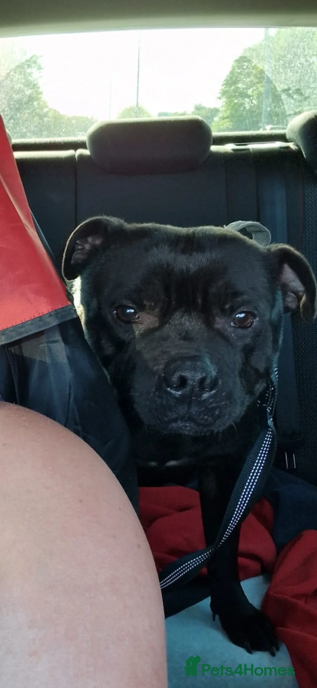 Staffordshire Bull Terrier dogs for stud: STORM FOR STUD in Newton Aycliffe - Advert 25