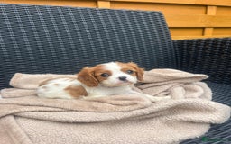 Cavalier King Charles Spaniel dogs for sale: Gorgeous King Charles cavalier puppies - Image 3