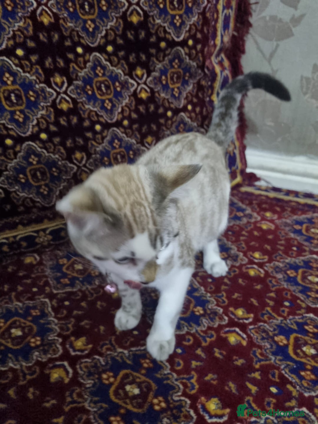 Bengal cats for sale: Bengal Kittens ( 14 WEEKS OLD )  - Image 11