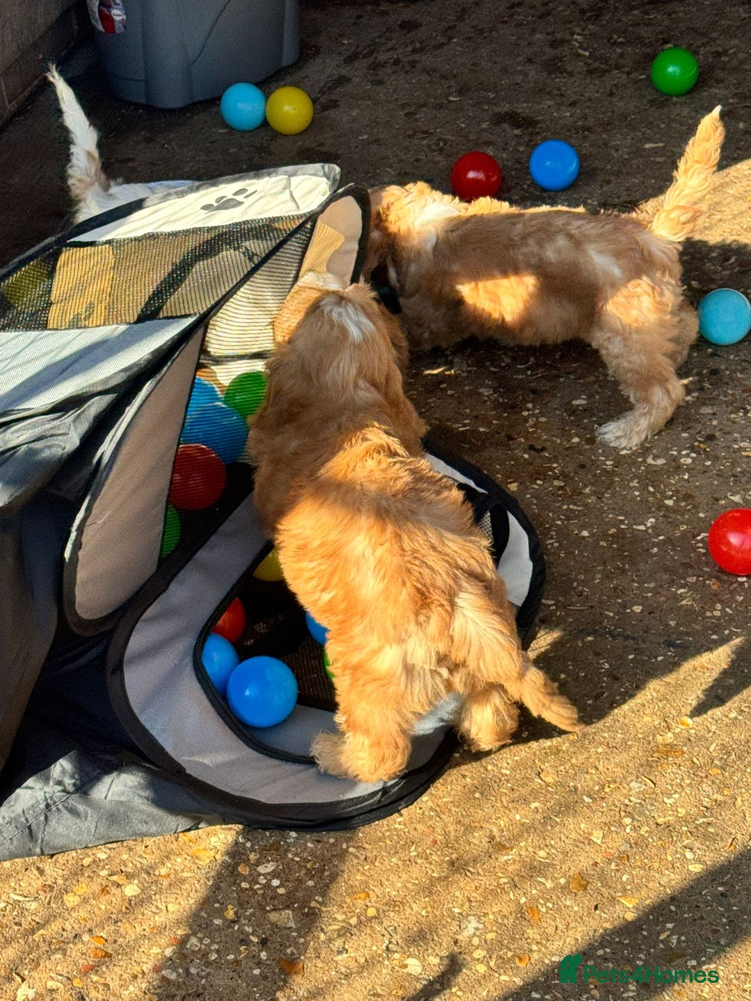 Cockapoo dogs for sale: Cockerpoo pups looking for forever homes - Image 11
