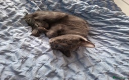 Mixed Breed cats for sale: 2 cute little kittens - Image 1