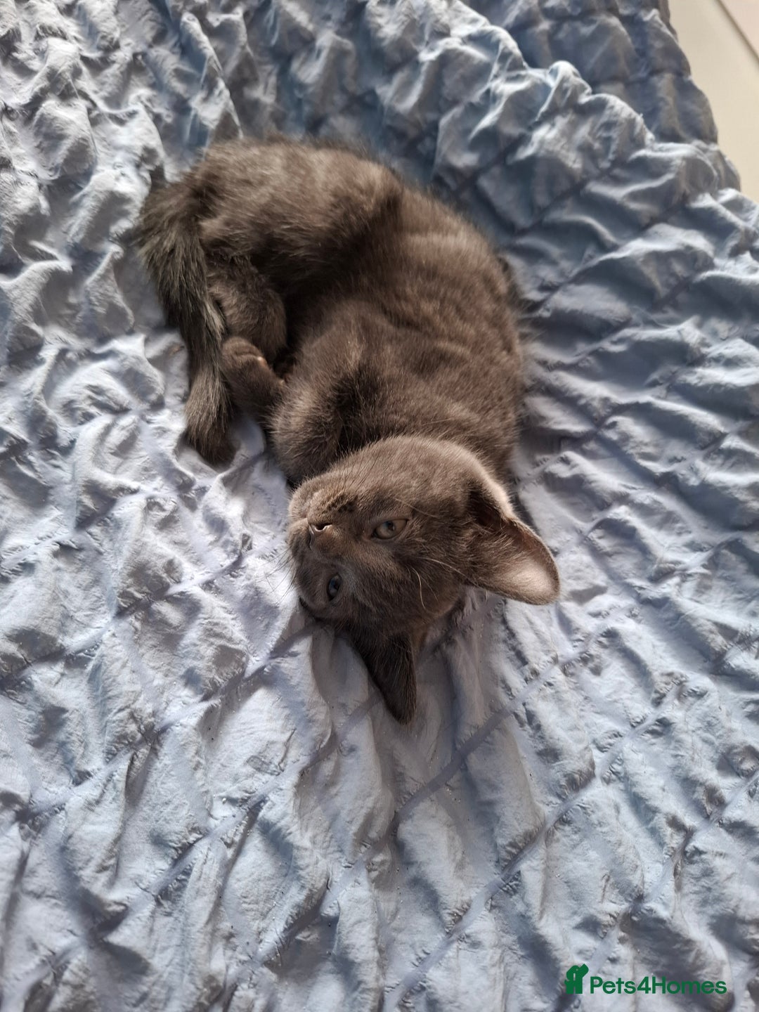 Mixed Breed cats for sale: 2 cute little kittens - Image 1