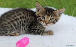 Savannah cats for sale: Stunning Savannahx Maine coons - Image 15