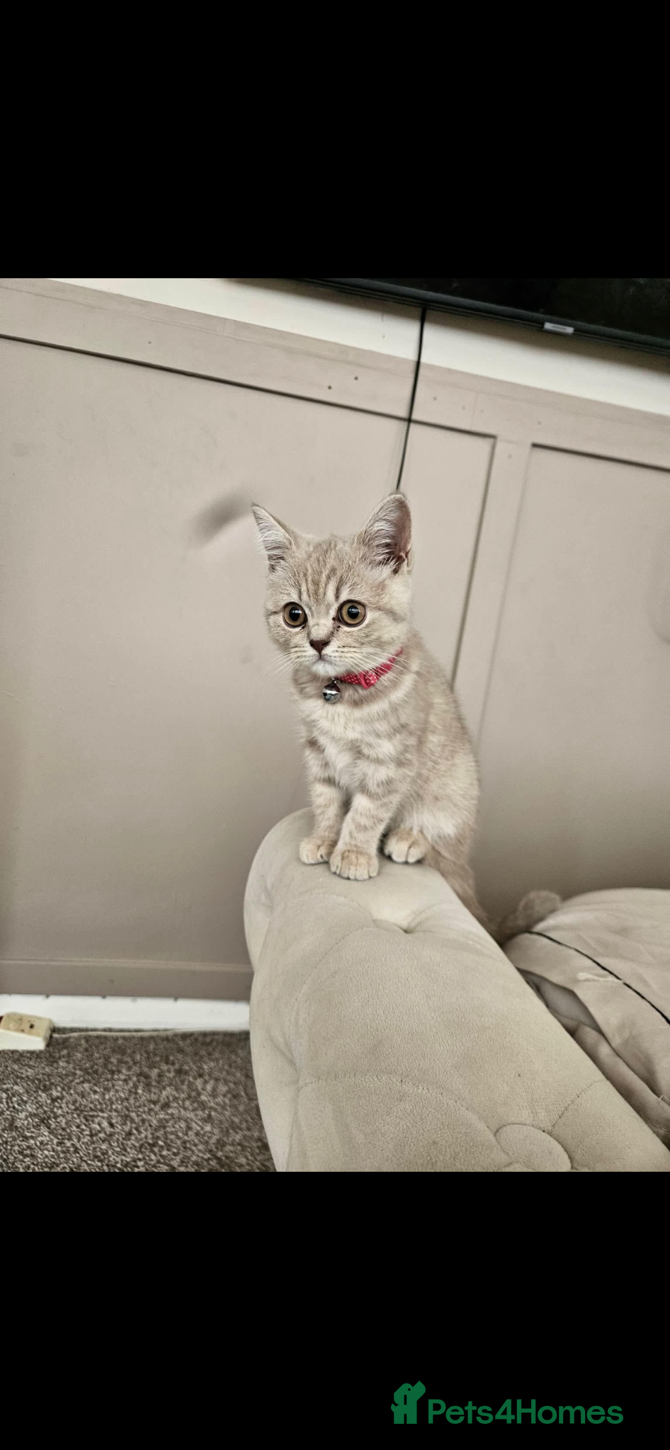 British Shorthair cats Lilac British short hair  - Advert 2